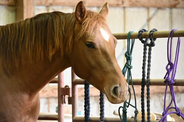 Equine Therapy Guardian Hills